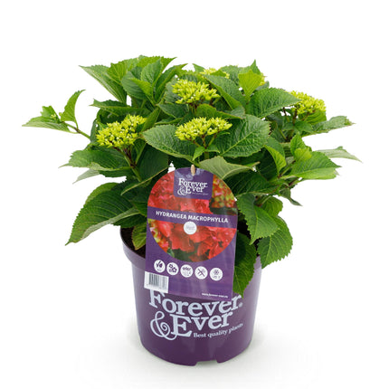 Hortensia - Hydrangea Forever & Ever - Rood - 7-12 Bloemen - ↕55cm - Ø23cm