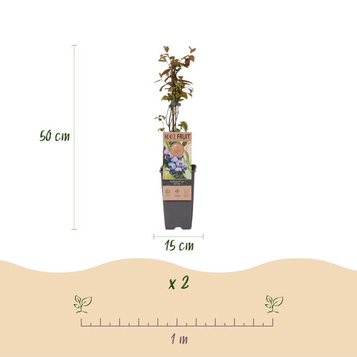 Vaccinium corymbosum Jersey - Bosbes - Blauwe Bes - ↕50cm - Ø15cm - 2x