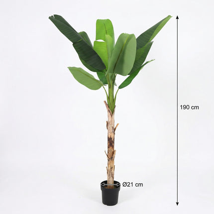 Sztuczna roślina Banana Plant Musa - ↕190cm