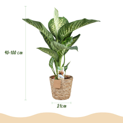 Dieffenbachia Tropic Snow - met mand - ↕90-100cm - Ø21cm