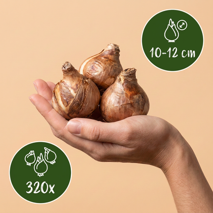 320x Narcissus mix - Bloembollen - Diversen - Voorjaarsbloeier - Bolmaat 10/12