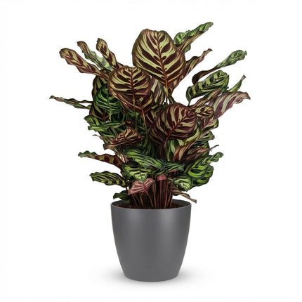 Calathea Makoyana - Roślina pawia - w szarej doniczce - ↕70cm - Ø19cm