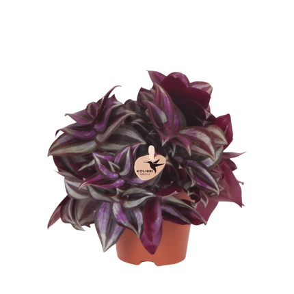 Tradescantia Zebrina - Vaderplant - Kolibri Greens - Ø9cm