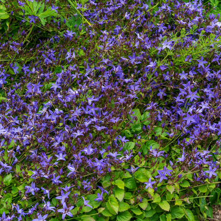 Campanula poscharskyana - Kruipend klokje - ↕10-25cm - Ø9cm - 12x