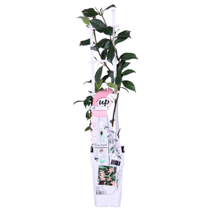 Trachelospermum 'Star of Ibiza' - Pink Tuscan Jasmine - ↕65cm - Ø15cm