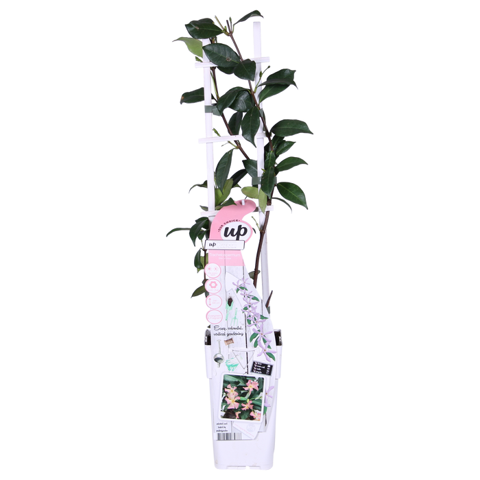 Trachelospermum 'Star of Ibiza' - Toscaanse Jasmijn Roze - ↕65cm - Ø15cm