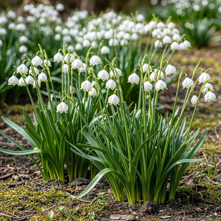 Bulbes de fleurs - Leucojum aestivum - Blanc - 20 bulbes - Calibre 8/9 - Paquet XXL