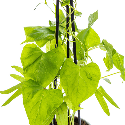 Dreifarbige Prunkwinde (Ipomoea tricolor Heavenly Blue) - ↕60cm - Ø13 cm - 4x