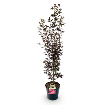Acer palmatum Skeeters Broom - Japanse Esdoorn - Rood - ↕90cm - Ø26cm