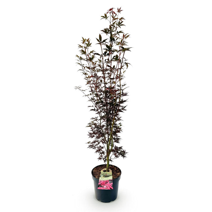 Acer palmatum Skeeters Broom - Japanse Esdoorn - Rood - ↕90cm - Ø26cm