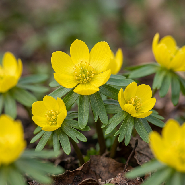 50x Eranthis Cilicica - Cebule kwiatowe - Tojad zimowy Cilicica - Żółty - Kwitnący wiosną - Rozmiar cebuli 4/5