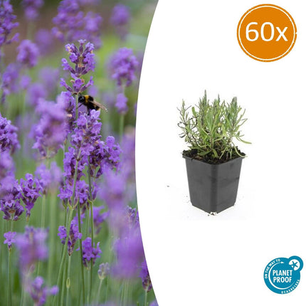 Lavandula Angustifolia 'Munstead' - ↕10-25cm - Ø9cm - 60x