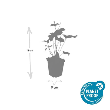 Anemone hybrida 'Honorine Jobert' - Herfstanemoon - ↕10-25cm - Ø9cm - 48x