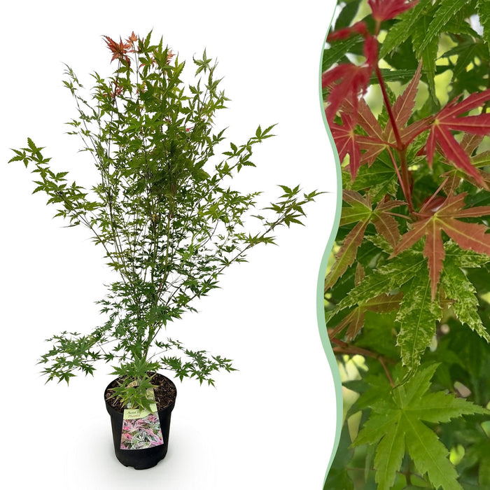 Acer palmatum Phoenix - Japanse Esdoorn - Groen - Rood - ↕90cm - Ø26cm