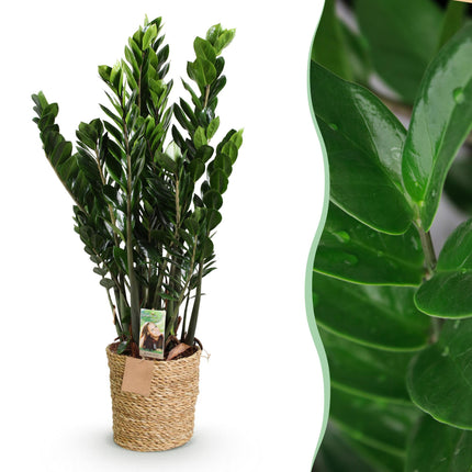 Zamioculcas - ZZ-Pflanze - mit Korb - ↕80-90cm - Ø21cm