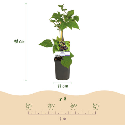 Planta de zarzamora - Rubus fruticosus Triple Crown - Zarzamora - Sin espinas - ↕40cm - Ø11cm - 2x