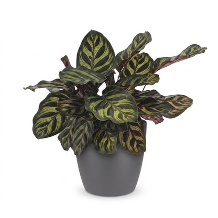 Calathea Makoyana - Pauwenplant - met grijze pot - ↕25cm - Ø12cm