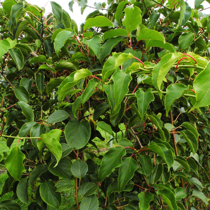 Actinidia arguta Weiki - Kiwiplant - Mannelijk - Rode - Paarse Vruchtjes - ↕50cm - Ø15cm