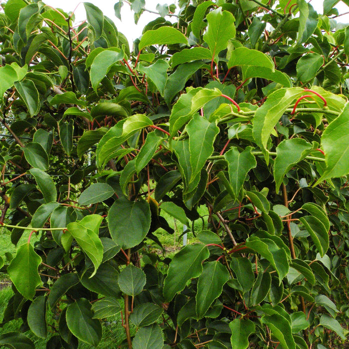 Actinidia arguta Weiki - Kiwiplant - Mannelijk - Rode - Paarse Vruchtjes - ↕50cm - Ø15cm