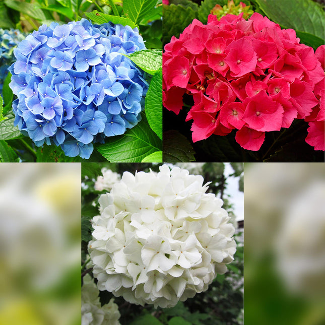 Hortensia - Hydrangea macrophylla Tricolour - Blå, lyserød og hvid blomst - 3 planter - Løvfældende - Kræver minimal vedligeholdelse - 17 cm pottehøjde 30 cm