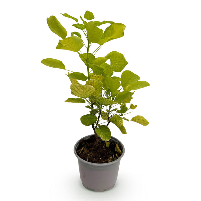 Cotinus coggygria Golden Spirit - Røgtræ - Gul - ↕35cm - Ø12cm