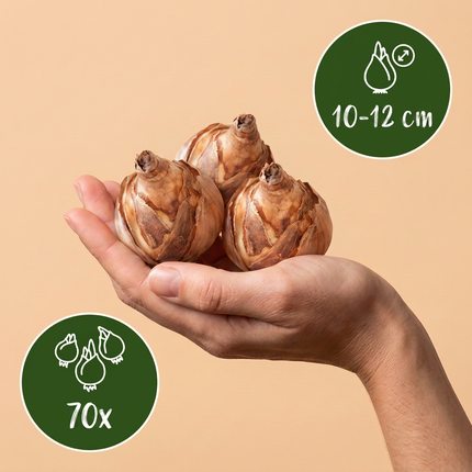 70x Bulb Sunny Garden - Bloembollen - Zonnige tuinbol - Diversen - Zomerbloeier - Bolmaat 10/12