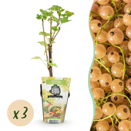 Witte Bes - Ribes rubrum Witte Hollander - ↕30-35cm - Ø9cm - 3x