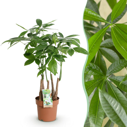 Pachira Aquatica de tallos múltiples - Árbol del dinero - ↕50-55cm - Ø17cm