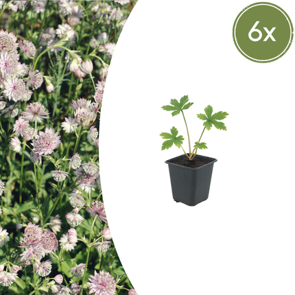 Astrantia major - Zeeuws knoopje - ↕10-25cm - Ø9cm - 6x