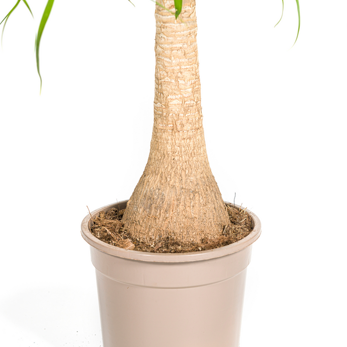 Beaucarnea Recurvata Stam met mand Ø21cm - ↕60 - 80cm