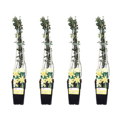 Collection image for: Winter jasmine