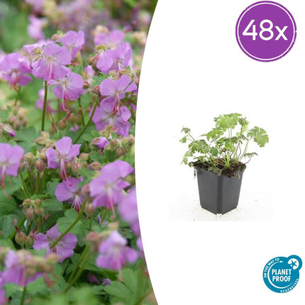 Geranium cantabrigiense 'Cambridge' - Ooievaarsbek - ↕10-25cm - Ø9cm - 48x