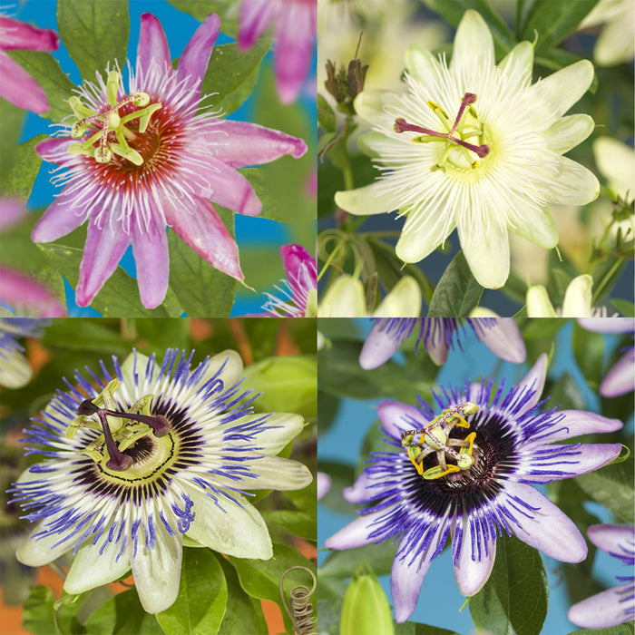 Passiebloem - Passiflora Rainbow  - Bloem Roze Wit Paars Groen - ↕40cm - Ø11cm - 4x