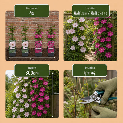 Clematis Duo Pink & White - Bosrank 12x - Wit - Roze - Klimplant - Ø9cm - ↕35cm