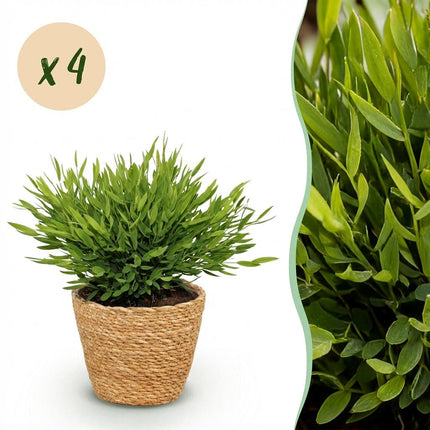 Bamusa Pogonatherum Monica - Bamboo Grass - with Basket - ↕20cm - Ø12cm - 4x