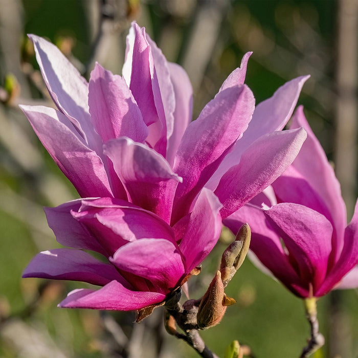 Magnolia liliiflora Nigra - Bloem Paars - 1 Plant - Bladverliezend - Weinig Onderhoud - Pot 12cm Hoogte 30cm