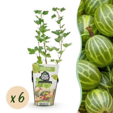 Kruisbes - Ribes uva-crispa Hinnonmaki Grun - Winterhard - 6 Planten - Pot 9 cm - Groene Bes