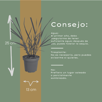 Panicum virgatum ‘Rotstrahlbusch’ – Vingergras - Ø12cm - 3x
