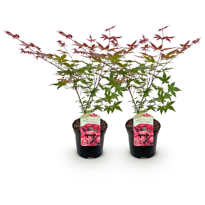 Terrasplant - Japanse Esdoorn - Acer palmatum Beni Maiko - Rood - 2 Planten - Bladverliezend - ↕70cm - Ø19cm