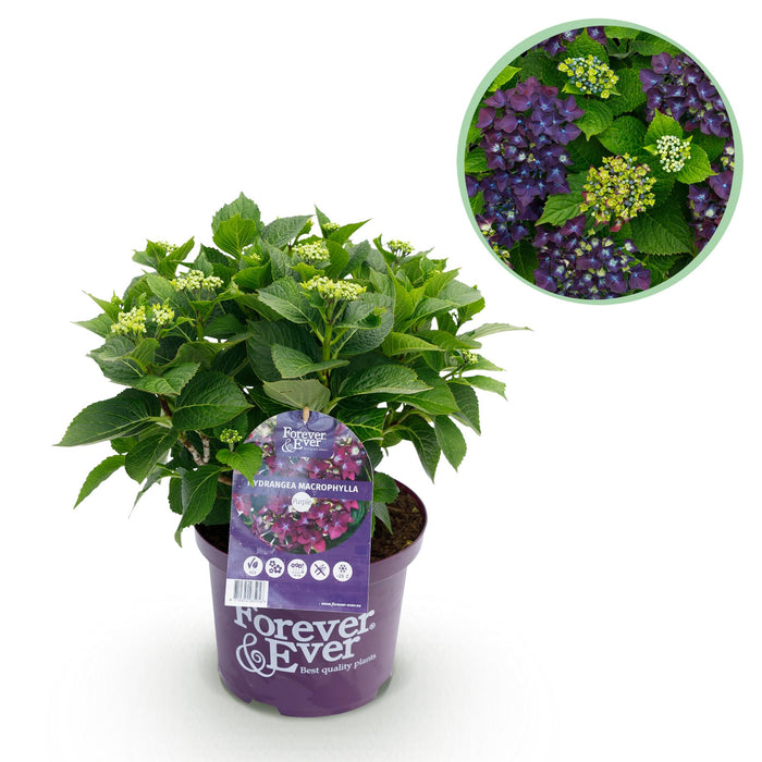 Terrasplant - Hortensia - Hydrangea Forever & Ever - Paars - 7-12 Bloemen - Pot 23cm Hoogte 55cm
