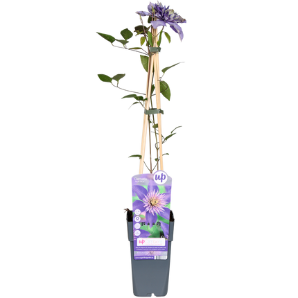 Clematis Multi Blue - Bosrank - Clematis Blauw - ↕65cm - Ø15cm