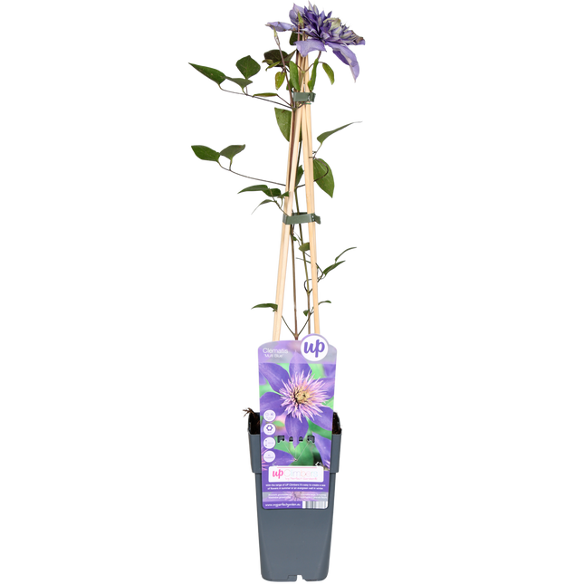 Clematide Multi Blu - Clematide - Clematide Blu - ↕65cm - Ø15cm