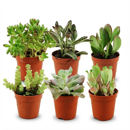 Mini Succulenten Mix - ↕5-10cm - Ø5,5cm - 6x