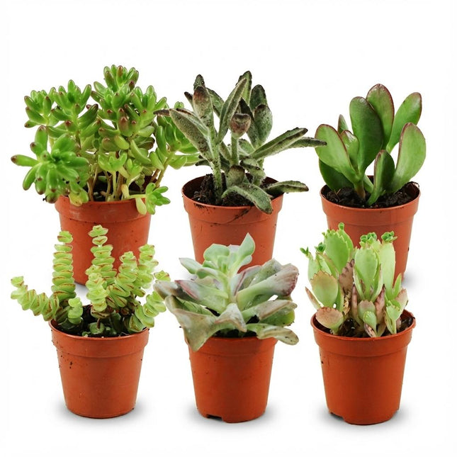 Mini Succulent Mix - ↕5-10cm - Ø5.5cm - 6x