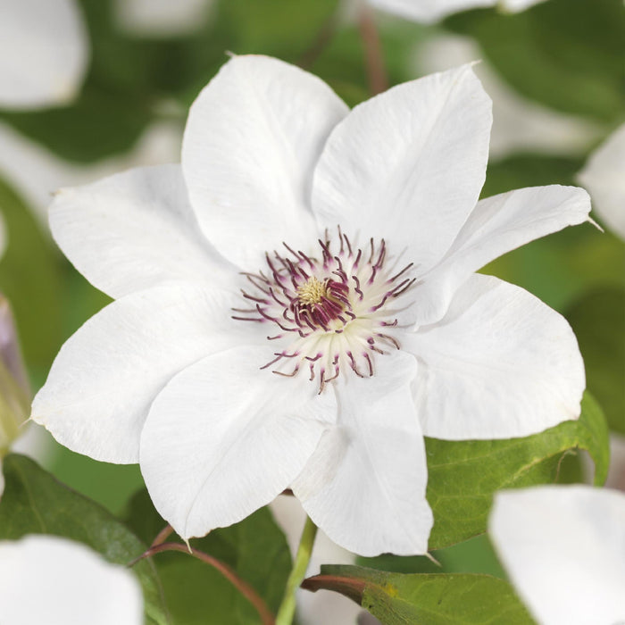 Clematis Miss bateman - Bosrank - Bloem Roze - ↕40cm - Ø11cm - 2x