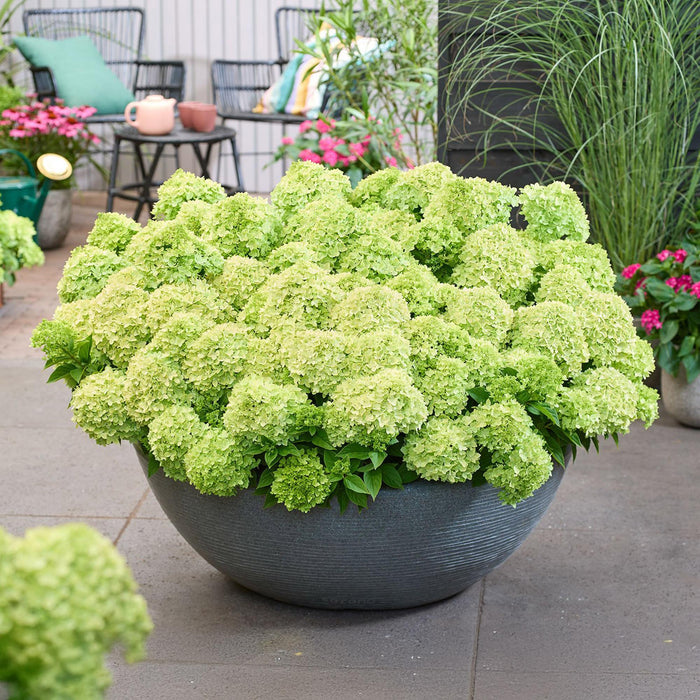 Hydrangea panniculata Groundbreaker Greeny - Pluimhortensia - Creme - ↕20-25cm - Ø14cm