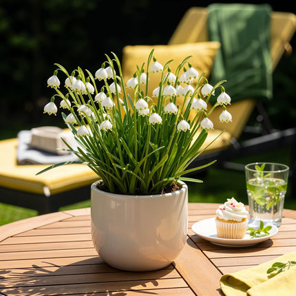 Bulbes de fleurs - Leucojum aestivum - Blanc - 20 bulbes - Calibre 8/9 - Paquet XXL