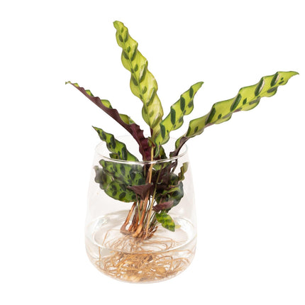 Calathea Insignis i Kingston glas - ↕30cm - Ø12cm
