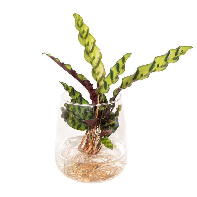 Calathea Insignis aus Kingston-Glas – ↕30 cm – Ø12 cm