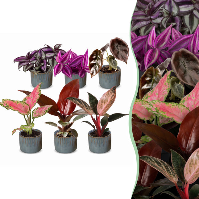 Baby Planten Paradise Mix - Diversen 6x - Tropisch - incl. Linnea Misty Blue - Ø6cm - ↕10-15cm